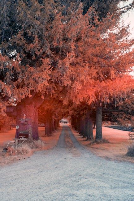 A straight gravel pathway running through a park lined on both sides by tall pine trees with reddish-brown foliage. The trees' dense branches create a canopy overhead, casting a warm hue over the scene. A wooden bench is located on the left side near the pathway, and a mailbox is visible beside it. The ground appears clean and well-maintained, with no debris or litter. The lighting suggests late afternoon or early evening, highlighting the natural textures and colors of the trees and path. This image reflects a tranquil outdoor setting suitable for deep cleaning or maintenance of outdoor spaces, aligning with the themes of surface cleaning and hygiene promoted by Cleaners Maida Vale in their W9 end of tenancy cleaning guide for Elgin Avenue flats, Maida Vale.
